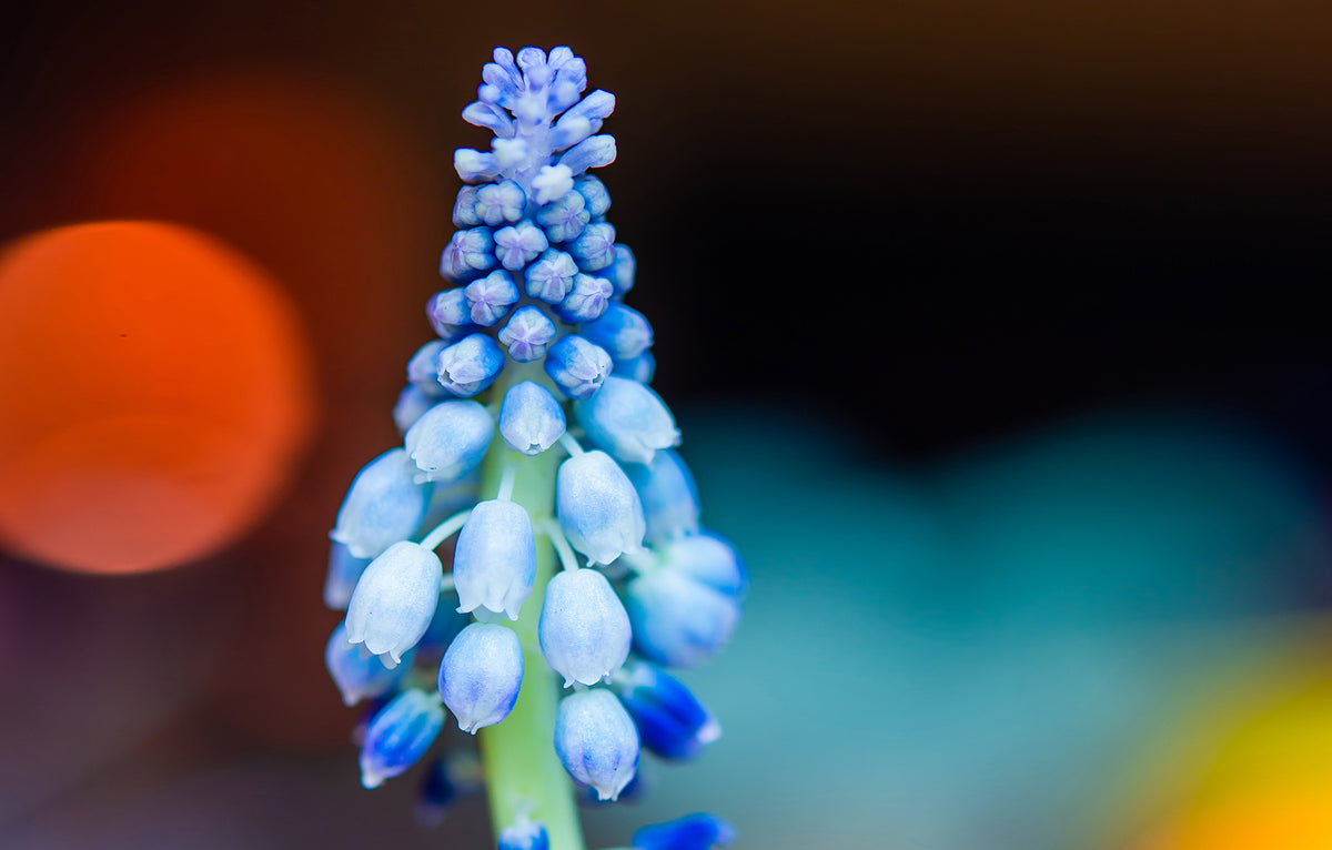 Lisa_Nalven_12_Fine_Art_Floral_Abstract_Photography_Photo_Grape_Hyacinth_Muscari_Botryoides_Macro_Photography_Flowers_Magic_Fertility_Mental_Powers_Saturated_Colorscopy_1200x.jpg